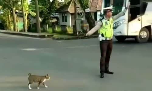 Kediye Yardım Eden Trafik Polisi