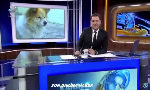 Sahibi Ölen Köpeğin 3 Yıldır Sokağa Çıkıp Sahibini Beklemesi