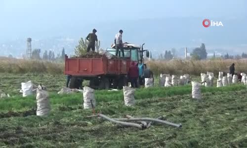 Havucun tarladan sofraya zahmetli yolculuğu