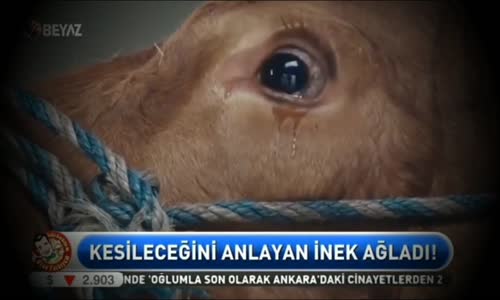 Kesileceğini Anlayan İnek Ağladı