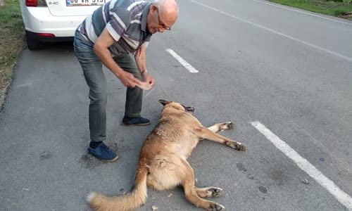 Sokak Köpeğini Tımarlayan Dayı 