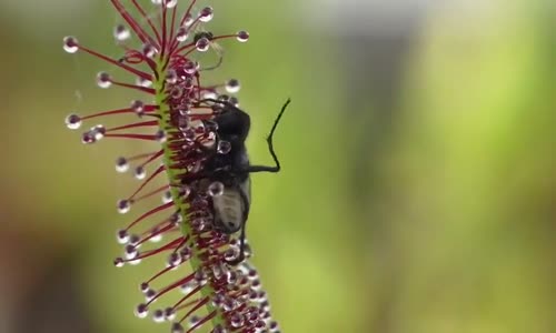 Ağır Çekim Görüntü Eşliğinde Etçil Bitkinin Avlanışı