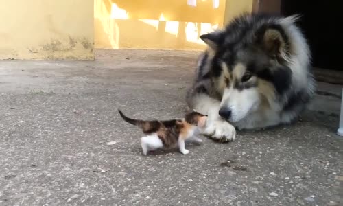 Yavru Kediden Korkan Köpek