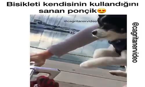 Bisiklet Süren Köpek 