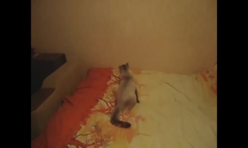 Komik Kedi Videoları Derlemesi