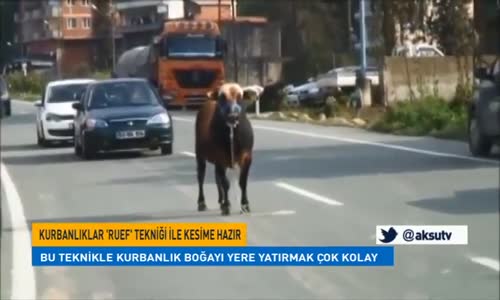 Kurbanlıklar Ruef Tekniği İle Kesime Hazır