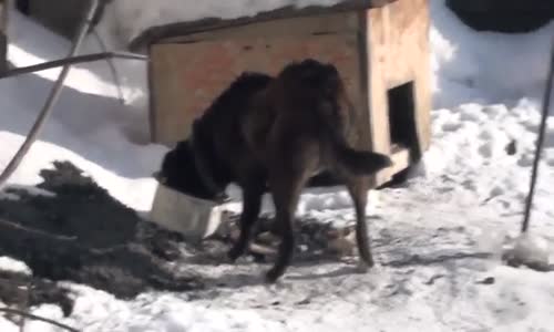 Kendi Kendini Rahatsız Eden Köpek