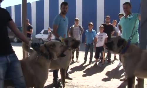 Kangalların Güzellik Yarışması