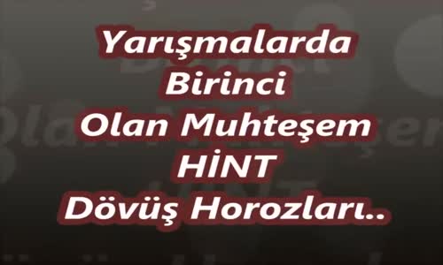 Yarışmalarda Birincilik Almış Horozlar