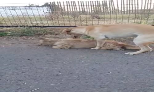 Araba Çarpan Arkadaşını Hayata Döndürmeye Çalışan Köpeğin Duygu Dolu Anları 