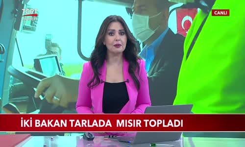 Şanlıurfa'da İki Bakan Tarlada Mısır Topladı 