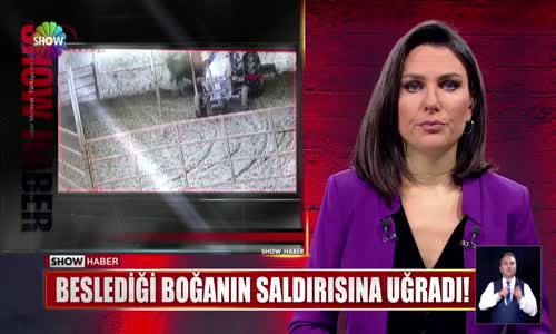 Beslediği boğanın saldırısına uğradı!