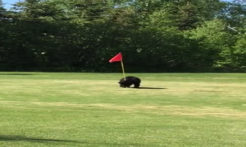 Golf Sahasına Misafir Olan Ayı Ailesi