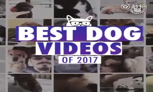 2017'nin en Komik Köpek  Videoları