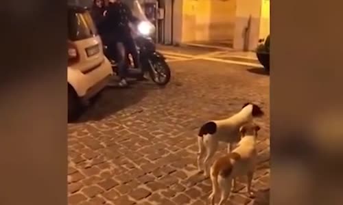 Motosikleti Kovalamak İsterken Oyuna Gelen Köpekler