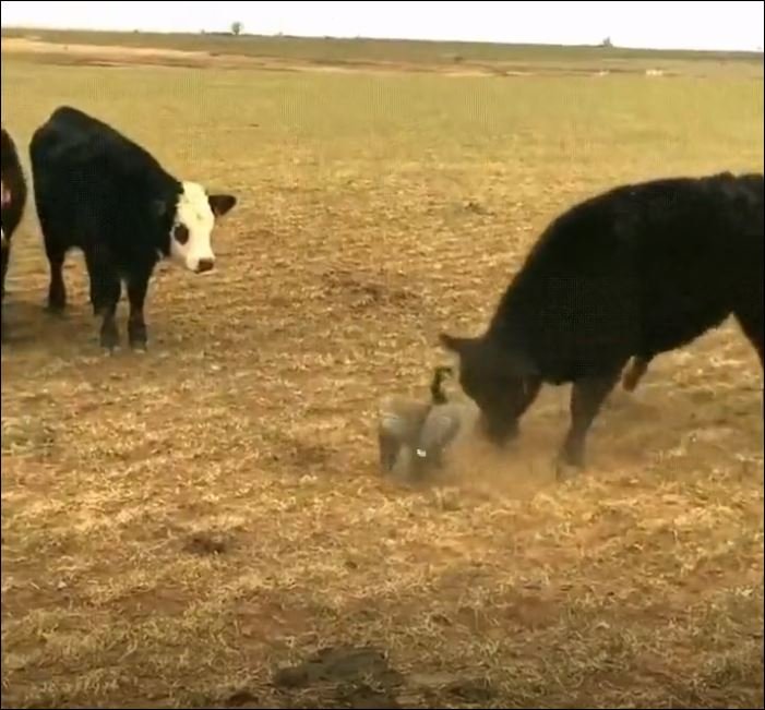 Kazı Korkutmak İçin Blöf Yapan İnek Sürüsü