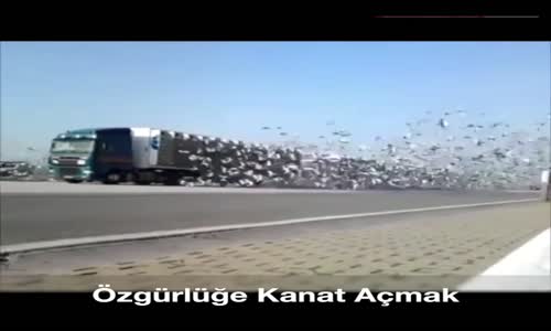 Özgürlüğe Kanat Açmak