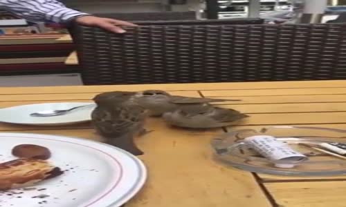 Restoran Masasından Kalan Yiyeceklerle Yavrularını Doyuran Serçe