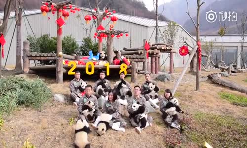 Yılbaşını Kutlayan  17 Yavru Panda