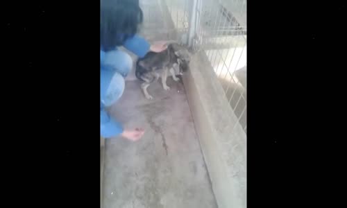 İlk Kez Okşanan Köpek