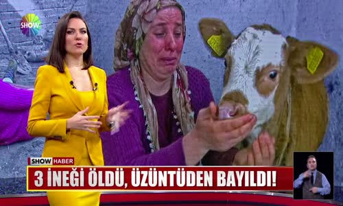 3 ineği öldü, üzüntüden bayıldı!