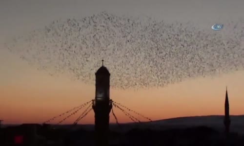 Sığırcık Kuşlarının Gün Batımı Dansı