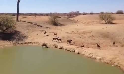 Timsah koca domuzu böyle yuttu! HAYVANLAR ALEMİ