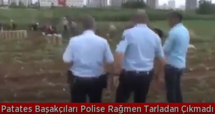 Patates Başakçıları Polisin Uyarılarına Rağmen Tarladan Çıkmadı