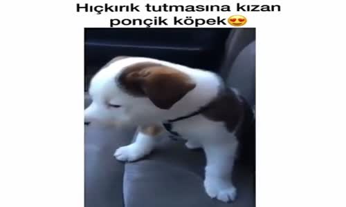 Hıçkırık Tutmasına Kızan Ponçik Köpek?