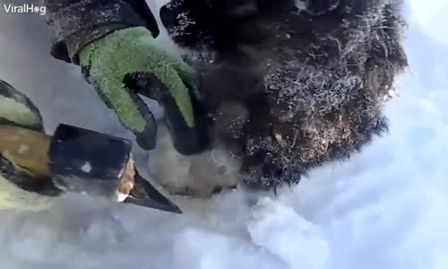 Soğuktan Kurtarılan Köpeğin Sıcak Su İle Buluştuğu Anlar 