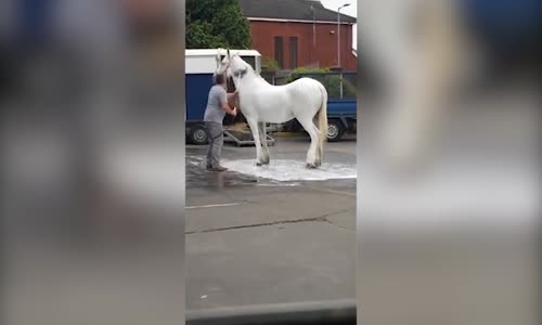 Benzin İstasyonunda Beyaz Atını Fırçayla Yıkayan Adam