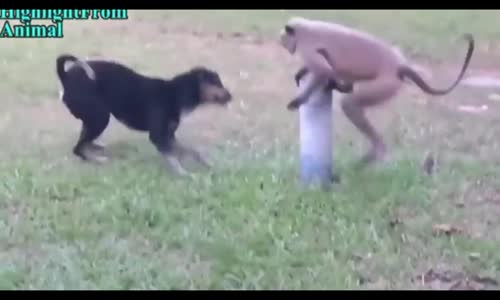 Köpek Ve Maymun Duellosu