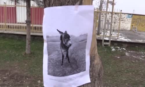 Muş'ta Kaybolan Sıpasını Afişle Arayan Adam