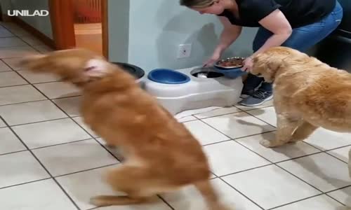 Mamayı Görünce Çıldıran Köpek