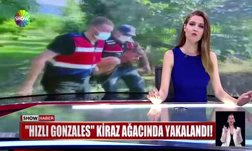 ''Hızlı Gonzales'' kiraz ağacında yakalandı!