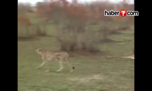 Ölü Taklidi Yapan Geyik Sırtlan Ters Köşe Oldu