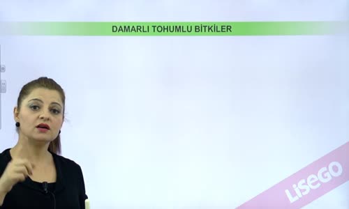 EBA BİYOLOJİ LİSE - CANLILARIN SINIFLANDIRILMASI VE CANLI ALEMLERİ - BİTKİLER ALEMİ - DAMARLI TOHUMLU BİTKİLER AÇIK TOHUMLULAR