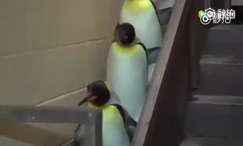 Sevimli Penguenler