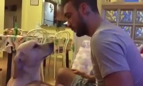 Suçlu Köpek Affedilmek İstiyor