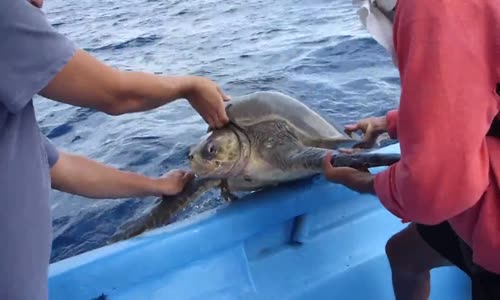 Deniz Kaplumbağasını Kurtaran Yüreği Güzel İnsanlar