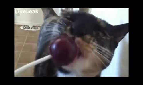 Lolipop Yerken Kendini Kaybeden Kedi