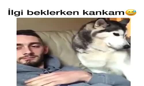 Sahibine Kendisini Zorla Sevdiren Köpek 