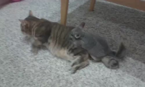 Kedi Ve Tavşanın Arkadaşlığı