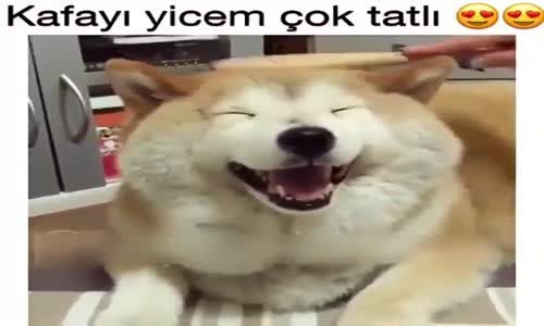 Kafayı Yicem Çok Tatlı