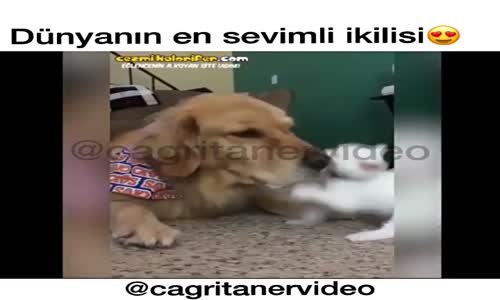 Köpek Ve Kedinin Arkadaşlığı