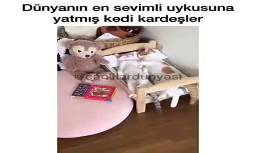 Tatlı Uyuyan Kediler