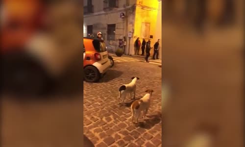 Motosikletli Adamları Çileden Çıkartan Şapşik Köpekler