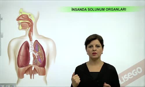 EBA BİYOLOJİ LİSE - SOLUNUM SİSTEMİ -İNSANDA SOLUNUM SİSTEMİ - İNSANDA SOLUNUM ORGANLARI