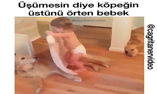 Köpeğin Üstünü Örten Bebek