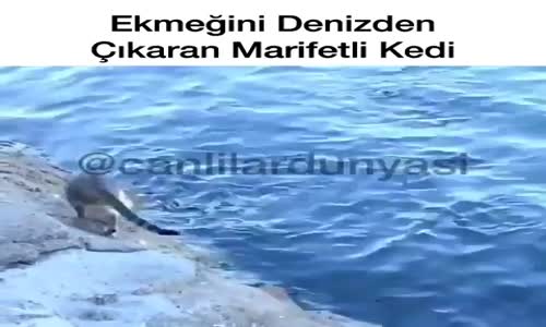 Ekmeğini Denizden Çıkaran Marifetli Kedi